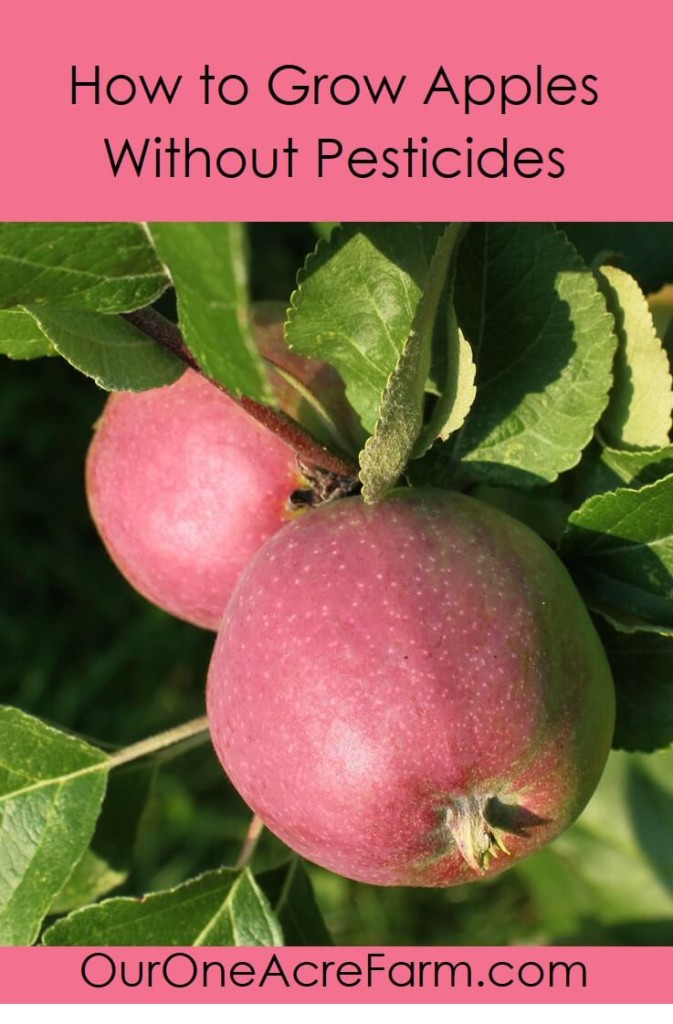 How to Grow Your Organic Apples