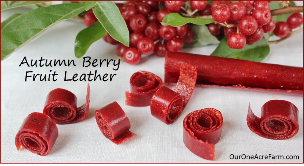 This simple autumn olive fruit leather is made from the delicious, nutritious, anti-oxidant packed berries of an invasive shrub. Because autumn olive is invasive, it is abundant and easy to find. Forage for it, but do not plant it, because it crowds out native plants Transform a pest into a resource with this recipe.