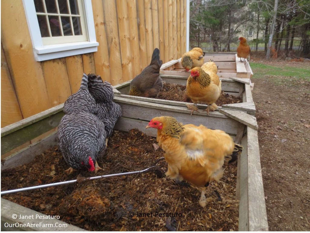 Save money on chicken feed, reduce dependence on industrial monocultures, make your chickens happier and their eggs healthier. Give them access to good habitat, let help in the compost, feed them from the vegetable garden, grow fodder, and raise grubs are just some of the possibilities discussed here. In short, think of chickens as part of a permaculture design.