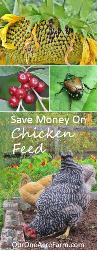 Save money on chicken feed, reduce dependence on industrial monocultures, make your chickens happier and their eggs healthier. Give them access to good habitat, let help in the compost, feed them from the vegetable garden, grow fodder, and raise grubs are just some of the possibilities discussed here. In short, think of chickens as part of a permaculture design.