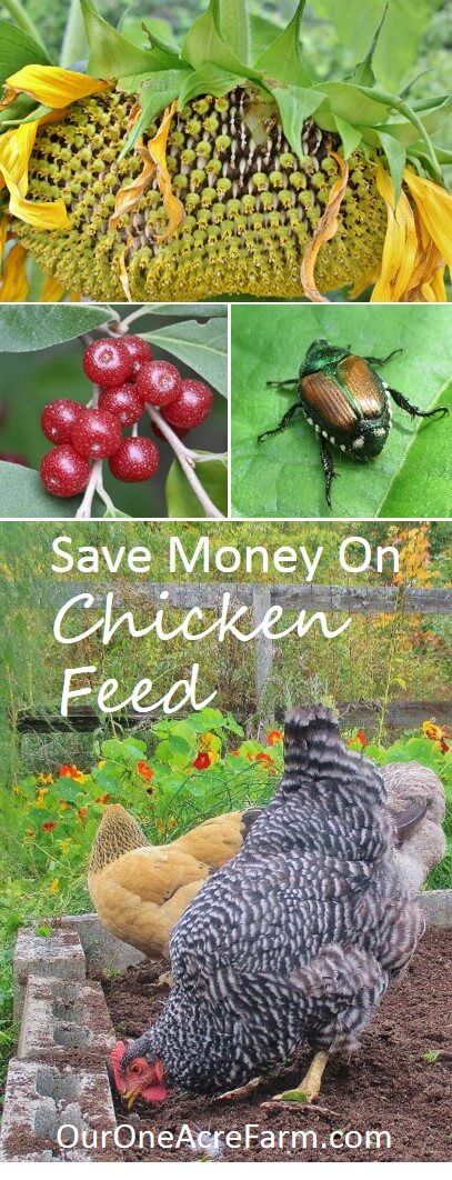 Save Money on Chicken Feed with Natural, Healthful Alternatives