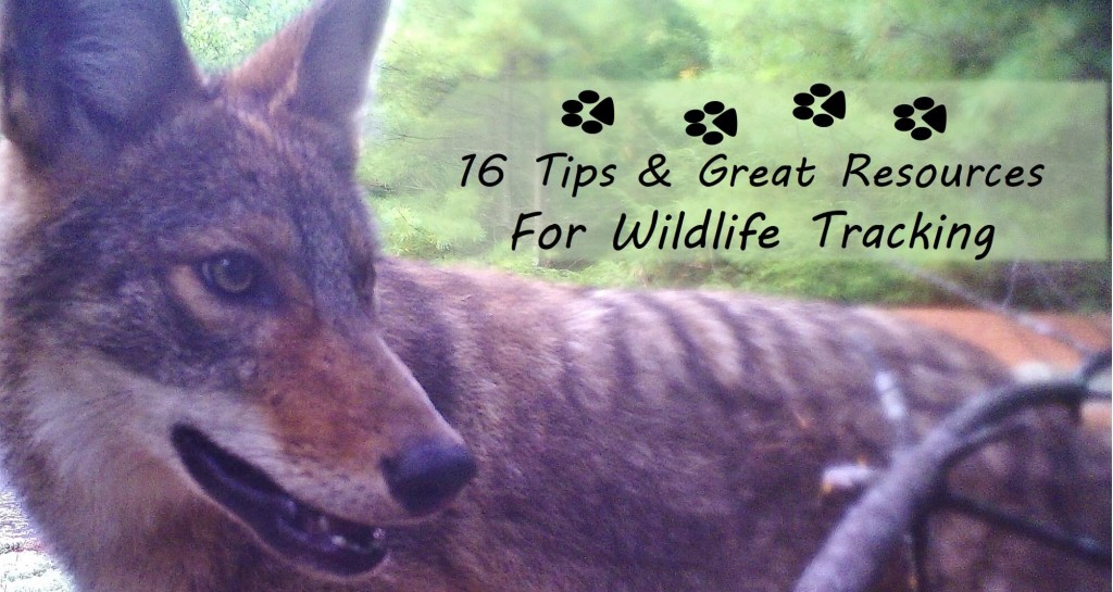 Reconnect with nature by reviving the ancient art of wildlife tracking. These tips & resources teach how to get started tracking animals by breaking a daunting task into manageable chunks & set you on the road to expertise. Includes reviews of my favorite tracking books.