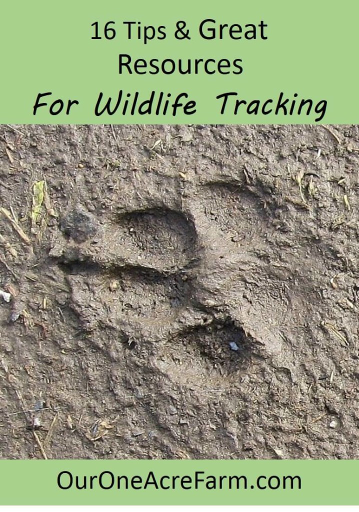 Reconnect with nature by reviving the ancient art of wildlife tracking. These tips & resources teach how to get started tracking animals by breaking a daunting task into manageable chunks & set you on the road to expertise. Includes reviews of my favorite tracking books.