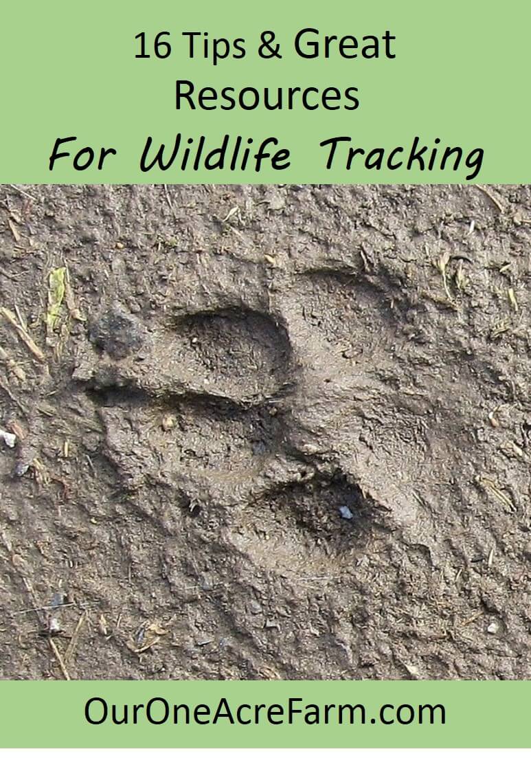 How To Get Started Tracking Animals: 16 Tips & Resources