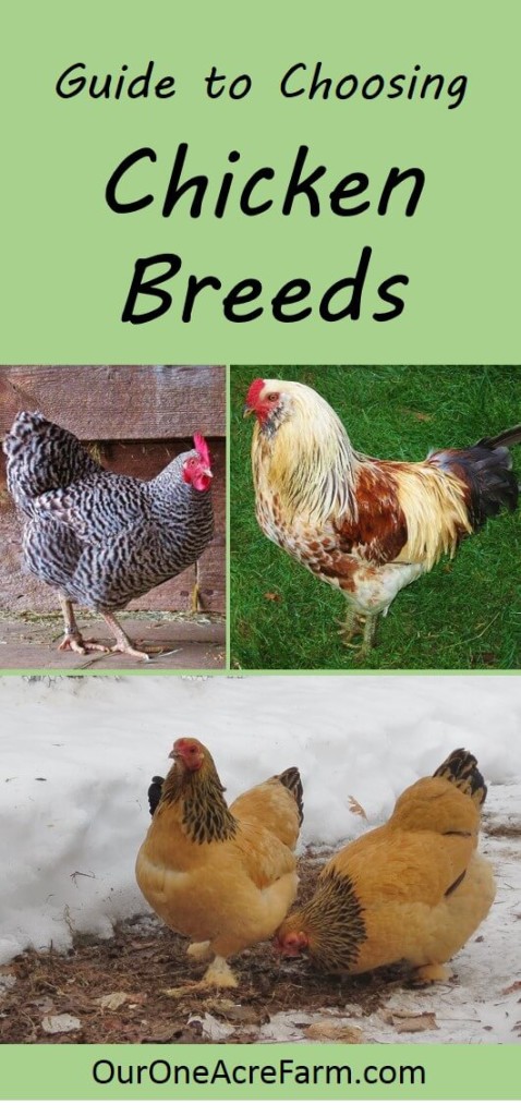 Want backyard chickens for eggs? Meat? Beauty? Calm companionship? For a cold climate? For a hot climate? For children? For showing? How about the best breeds are for a very small space? Here's a great guide to choosing chicken breeds to help you choose just the right breeds for your needs.