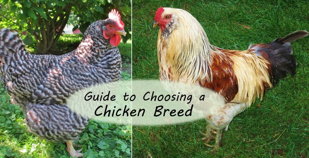 Want backyard chickens for eggs? Meat? Beauty? Calm companionship? For a cold climate? For a hot climate? For children? For showing? How about the best breeds are for a very small space? Here's a great guide to choosing chicken breeds to help you choose just the right breeds for your needs.