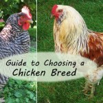Want backyard chickens for eggs? Meat? Beauty? Calm companionship? For a cold climate? For a hot climate? For children? For showing? How about the best breeds are for a very small space? Here's a great guide to chicken breeds to help you choose just the right breeds for your needs.