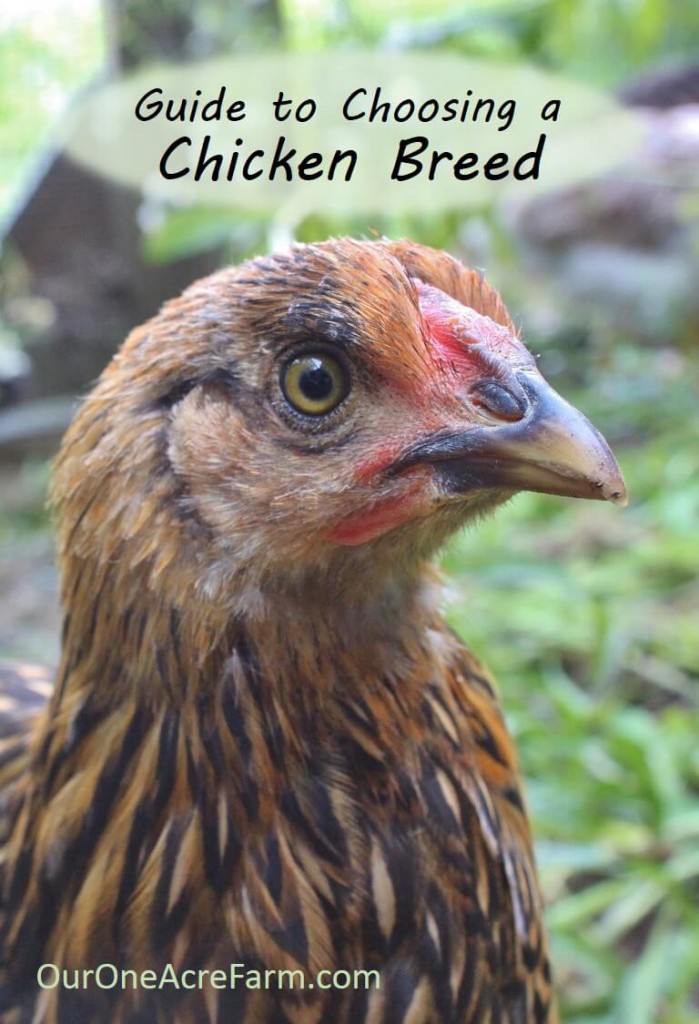 Want backyard chickens for eggs? Meat? Beauty? Calm companionship? For a cold climate? For a hot climate? For children? For showing? How about the best breeds are for a very small space? Here's a great guide to choosing chicken breeds to help you choose just the right breeds for your needs.