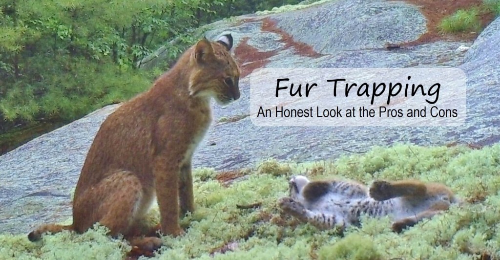 The Truth About Trapping: An Honest Look at a Controversial Topic |