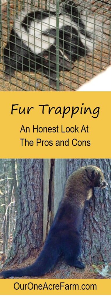 Is fur trapping good or bad, or something in between? Types of traps, humaneness, livestock protection, impact on wildlife populations and disease, trapper education, laws, & monitoring, & non-target captures are discussed here. This honest article profiles of 2 trappers and 1 animal rights activist, and reviews research studies. It's complicated & you need to decide for yourself what the truth about trapping is before embracing it as supplemental income for your homestead, or before embarking on an anti-trapping campaign. 
